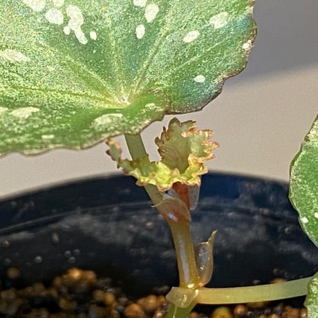 Begonia sp. from Aceh sumatera [LA1115-01T]