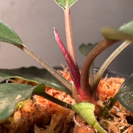 Bucephalandra sp. "Theia Silver Red"