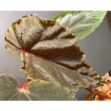 Begonia sp. from Kapuas hulu ①