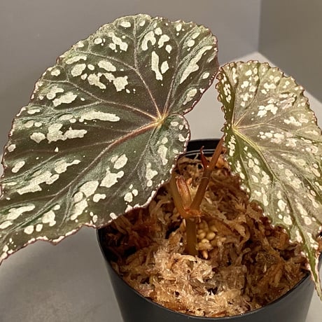 Begonia sp. from Aceh sumatera [LA1115-01T]