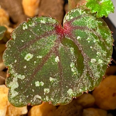 Begonia sp. from North Toraja [S0919-02] 伊藤蟻植物農園