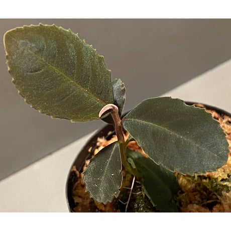 Ardisia sp. from Riau sumatera