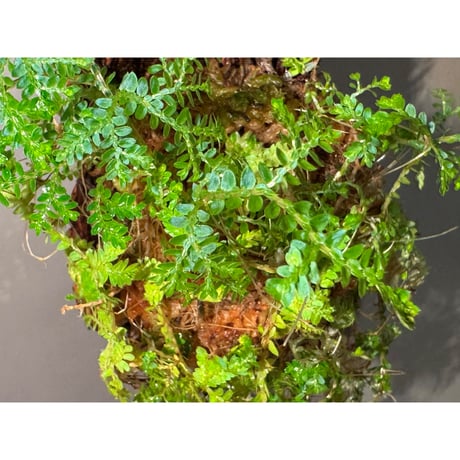 Selaginella willdenowii