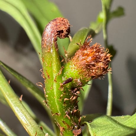 (大株) Lomariopsis sp. from Trat Thailand