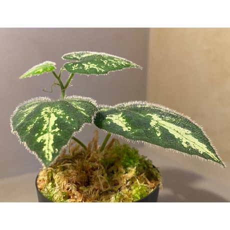 Unknown climbing plants from Ngabang West Kalimantan