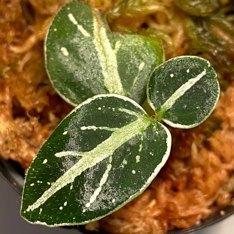 Argostema bifolium from Bukit Larut [TK130717]