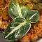 Argostema bifolium from Bukit Larut [TK130717]