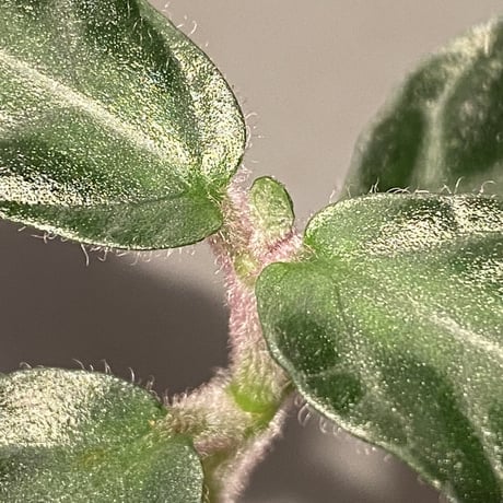 Cosmianthemum sp. from Sarawak