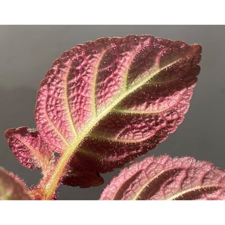 Pearcea hypocyrtiflora from Rio Napo Ecuador [tanakay] 赤葉脈