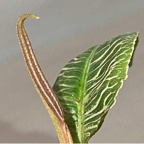 Ardisia sp. from Perlis Malaysia