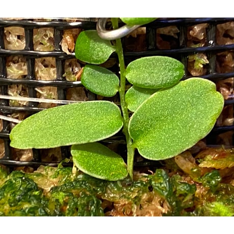 Marcgravia sp. from Colombia [LA0316-03]