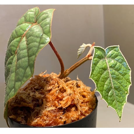 Pterisanthes sp. from Sabah-1 [R0515-01a]