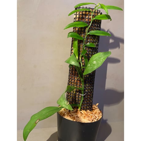 Epipremnum sp. from Prachuap Khiri Khan