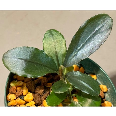 bucephalandra | STORES bucephalandra | STORES