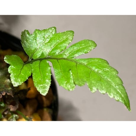 Bolbitis sp. from Siberut [LA]