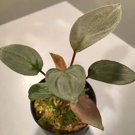 Homalomena sp. from KepulaunRiau[KN]