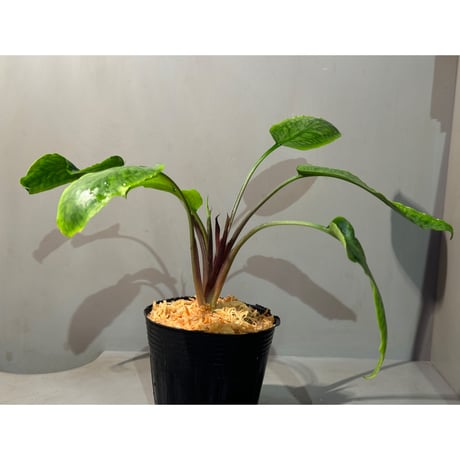 (大株) Cryptocoryne joshanii from Basilan island philippines [LA]