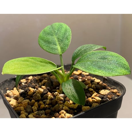 Homalomena sp. 鮫肌C from Aceh Sumatera [LA0816-2]