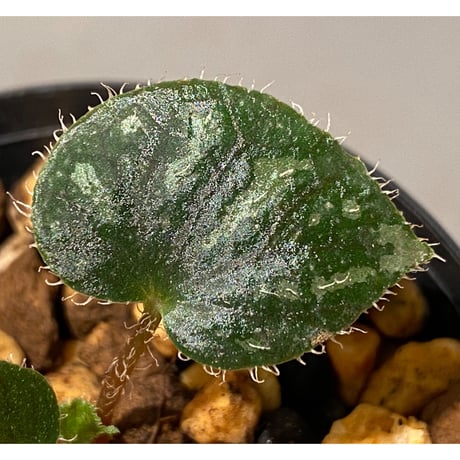 Begonia sp. from Cao Bang [YH251019] TK