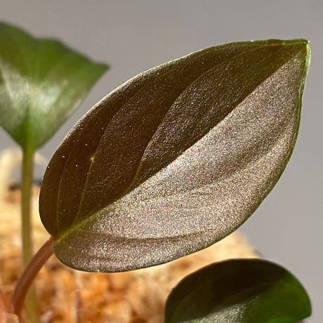 Homalomena sp. from Pahang Malaysia [R0718-02] RIO