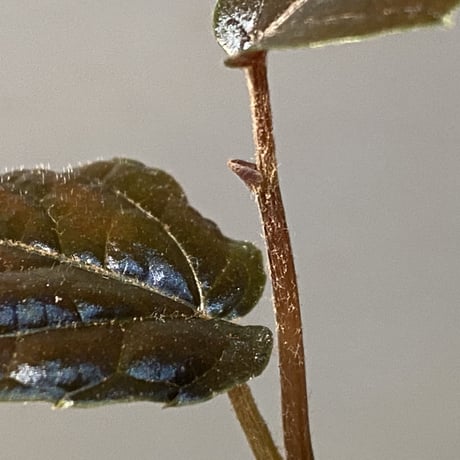 Pterisanthes sp. from Sidikalang [R0817-01c]