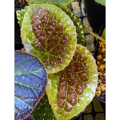 Begonia susaniae