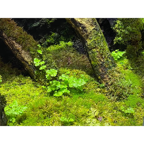 Moss from Ipoh State Malaysia