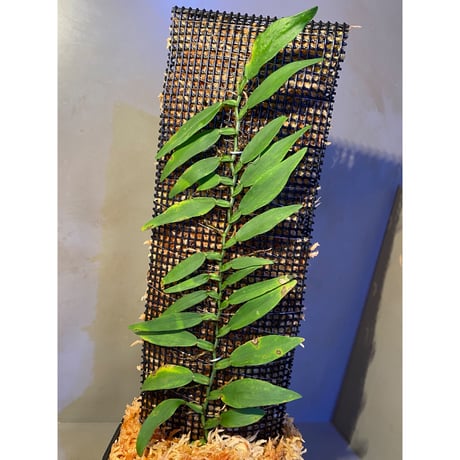 Epipremnum sp. from Khlong Yai Trat Thailand ③