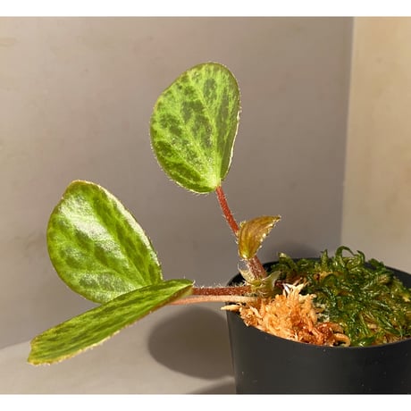 Begonia blancii