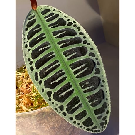 (大株) Labisia sp. from Riau sumatera [LA0815-01]