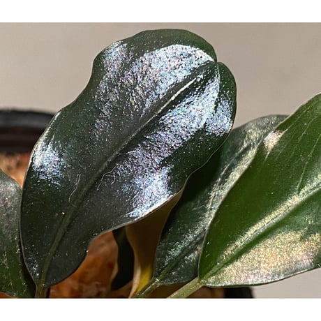 (2芽) Bucephalandra sp. "Metallic dark purple"