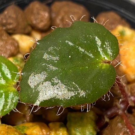 Begonia cf. ferox from Cao Bang [YH040519BK] TK