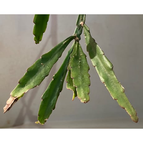 Rhipsalis elliptica from Southeast Brazil