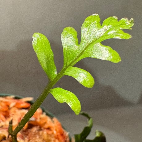 Bolbitis sinuosa from Philippines
