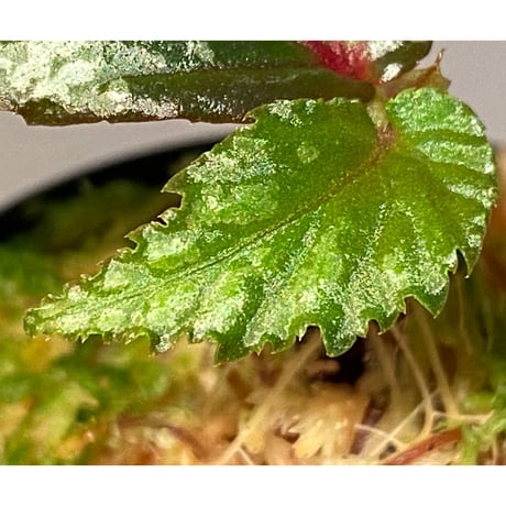 Begonia sp. from Sarawak