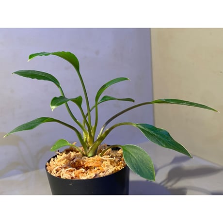 Homalomena sp. from Sekadau Selatan