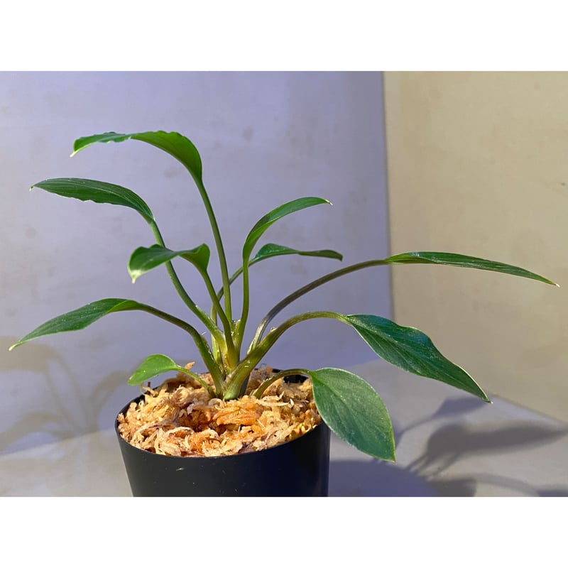 Homalomena sp. from Sekadau Selatan | M・R・G・R