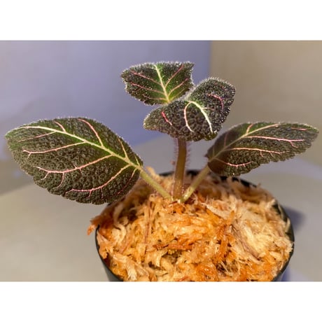 Pearcea hypocyrtiflora from Rio Napo Ecuador [tanakay]
