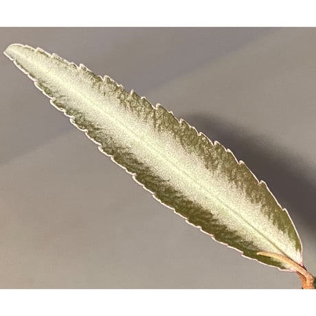 Labisia sp. from Kapuas hulu Kalimantan barat