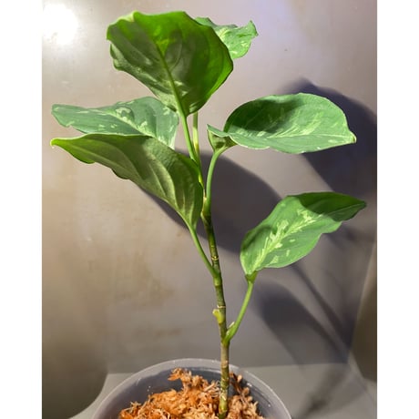Aglaonema pictum モザイク CW1302 from Sumatra barat [TB]