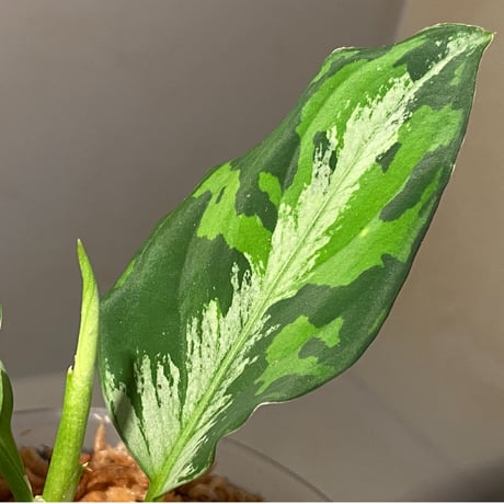 Aglaonema pictum "マルチカラー白玉" D.F.S from Sumatera barat [AZ0912-1]