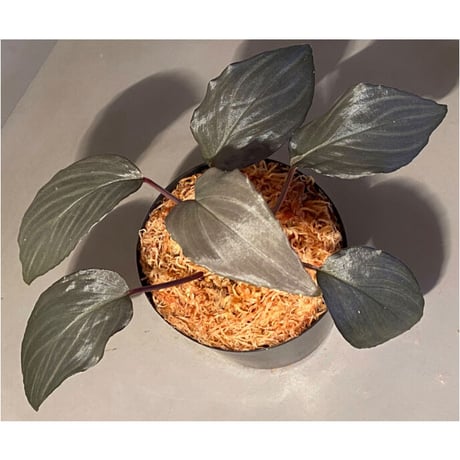 Homalomena sp."赤鉄鉱” from Kepulauan Riau [SGP import] KZT
