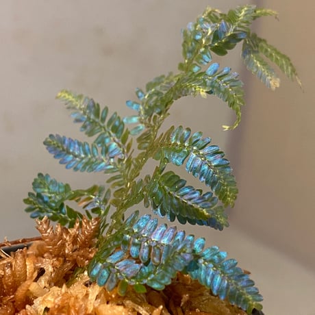 Selaginella sp. from Kapuas hulu Kalimantan barat ②