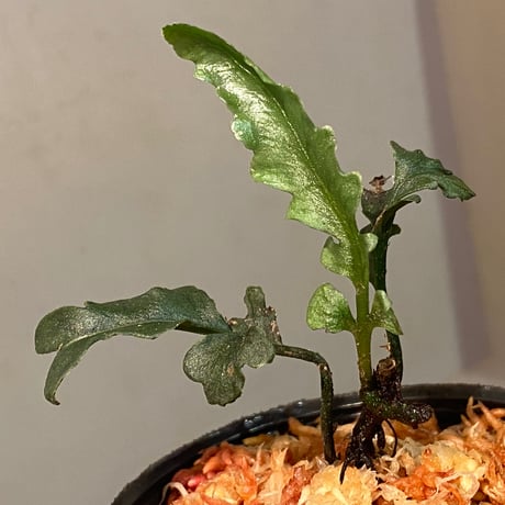 Bolbitis sinuosa from Philippines