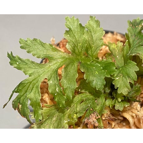 Crepidomanes sp. from Papua New Guinea