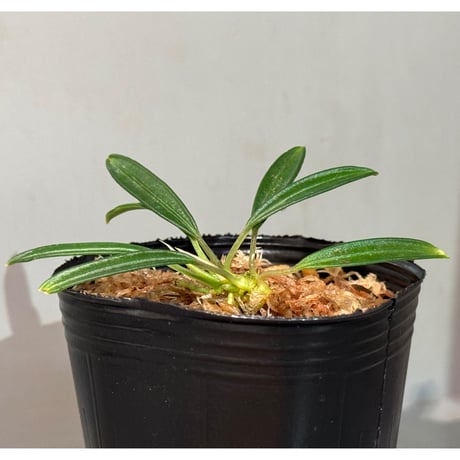 Pursegloveia cf. minima from Melawi West Kalimantan