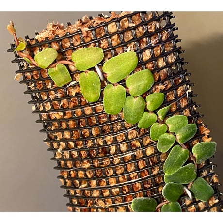 Marcgravia sp. from Ecuador
