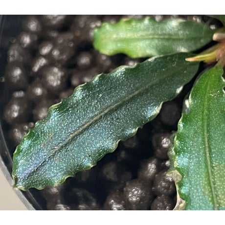 Bucephalandra sp. from "Mangat" [MF0417-2A] ①