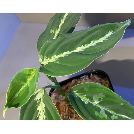 Aglaonema pictum”Tallgeese”BGW from sibolga [AZ0913-1a]