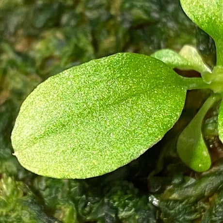 Homalomena sp. "Kayu Lapis" White Kal-barat [TB]